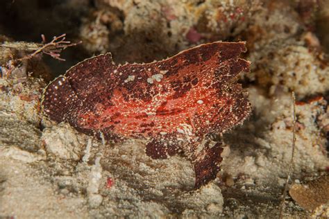 leaf fish|Tricky Little Leaf Fish: The Species that can Blend In Like No Other.